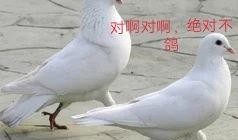 鸽子般的尤迪特故事视频爆料,传奇女性的传奇故事