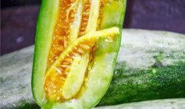 网红吃小瓜,趣味横生引网友热议